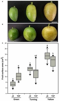 Chemical Composition of Cuticle and Barrier Properties to Transpiration in the Fruit of Clausena lansium (Lour.) Skeels